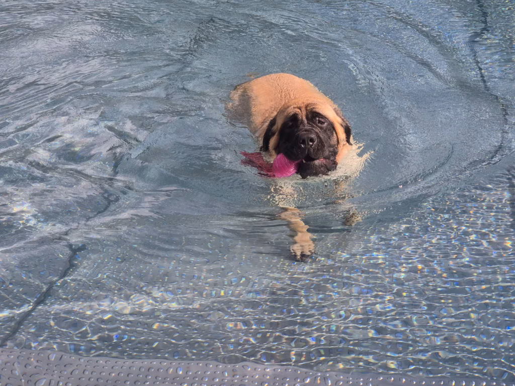 English Mastiff Greta schwimmt mit einem pinken Spielzeug im Hochwaldbad in Kell am See