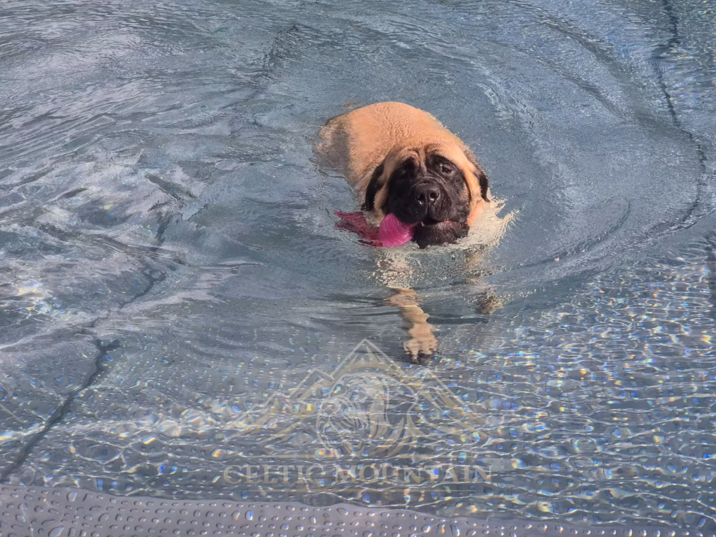 English Mastiff Greta schwimmt mit einem pinken Spielzeug im Hochwaldbad in Kell am See