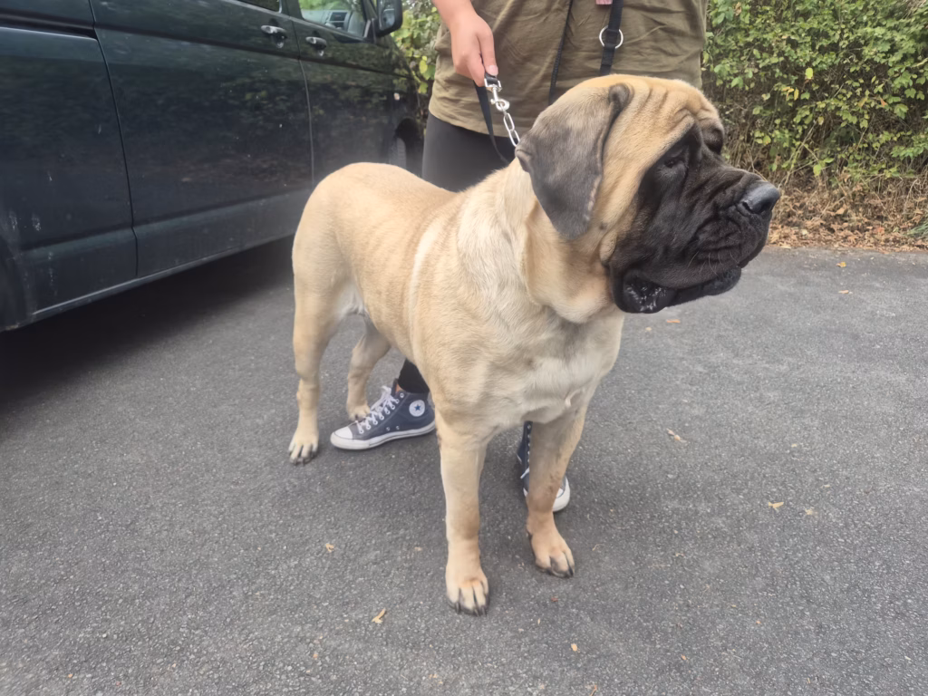 English Mastiff Greta vor dem Hundeschwimmen im Hochwaldbad in Kell am See