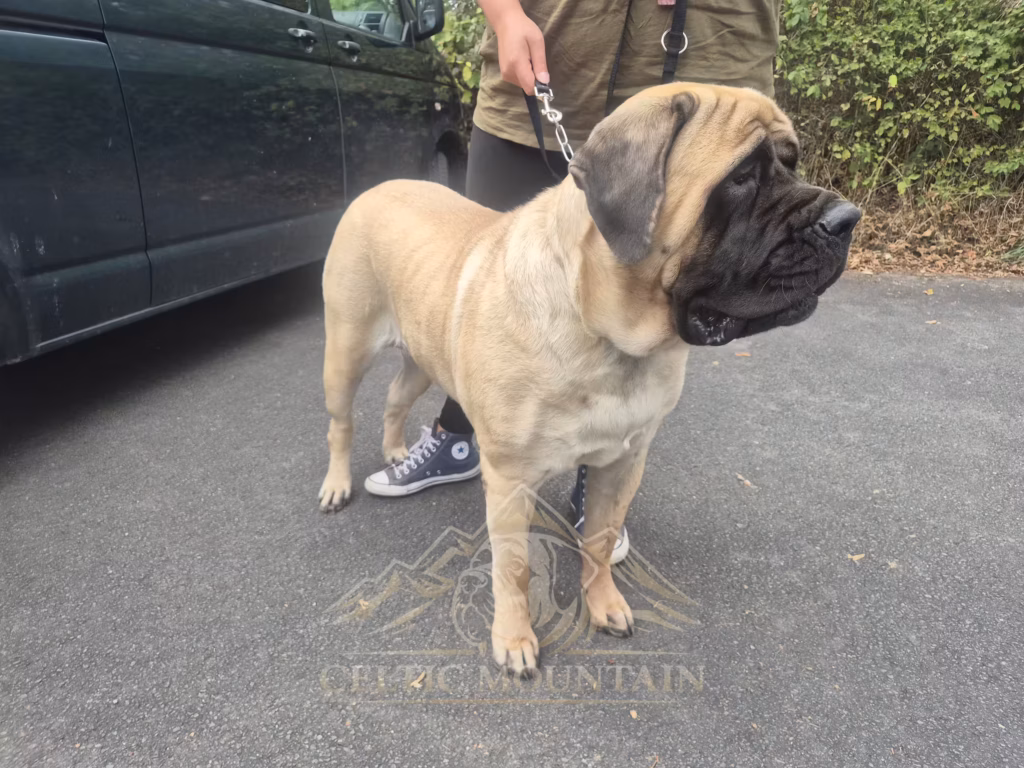 English Mastiff Greta vor dem Hundeschwimmen im Hochwaldbad in Kell am See