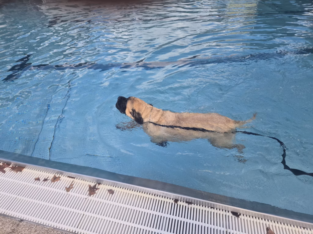 English Mastiff Greta schwimmt beim Hundeschwimmen im Hochwaldbad in Kell am See
