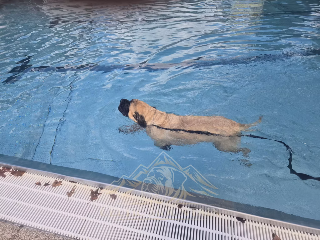 English Mastiff Greta schwimmt beim Hundeschwimmen im Hochwaldbad in Kell am See
