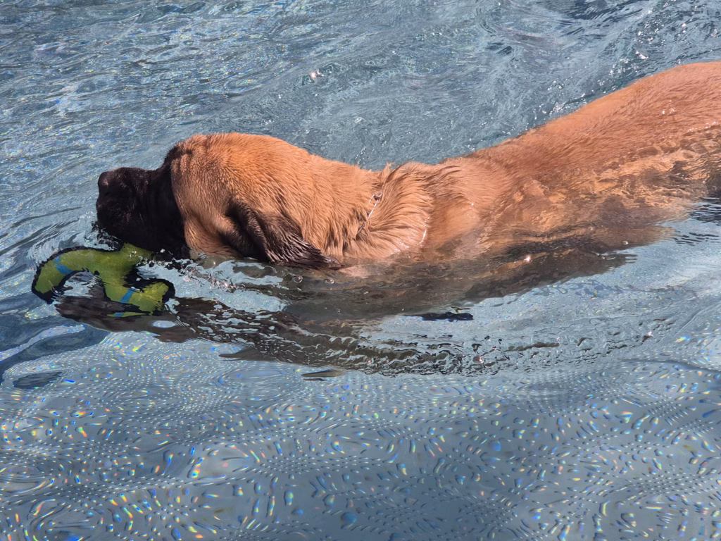 English Mastiff Greta schwimmt mit einem grünen Spielzeug im Hochwaldbad in Kell am See