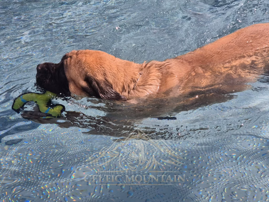 English Mastiff Greta schwimmt mit einem grünen Spielzeug im Hochwaldbad in Kell am See