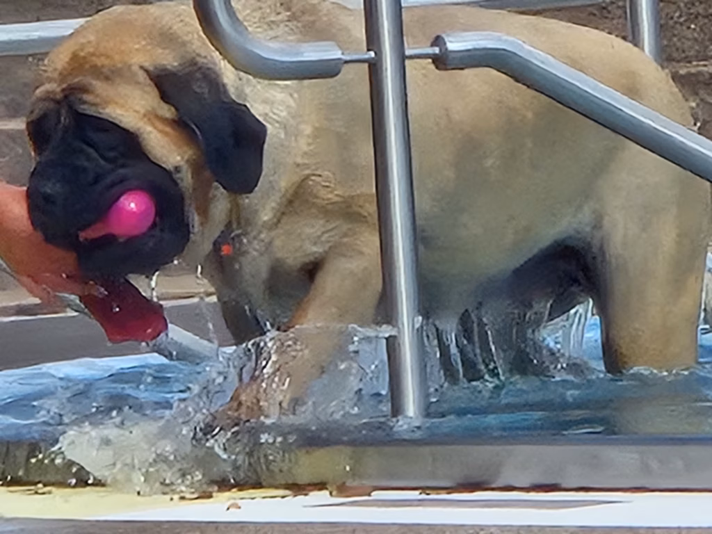 English Mastiff Greta steigt mit einem pinken Spielzeug aus dem Becken im Hochwaldbad in Kell am See