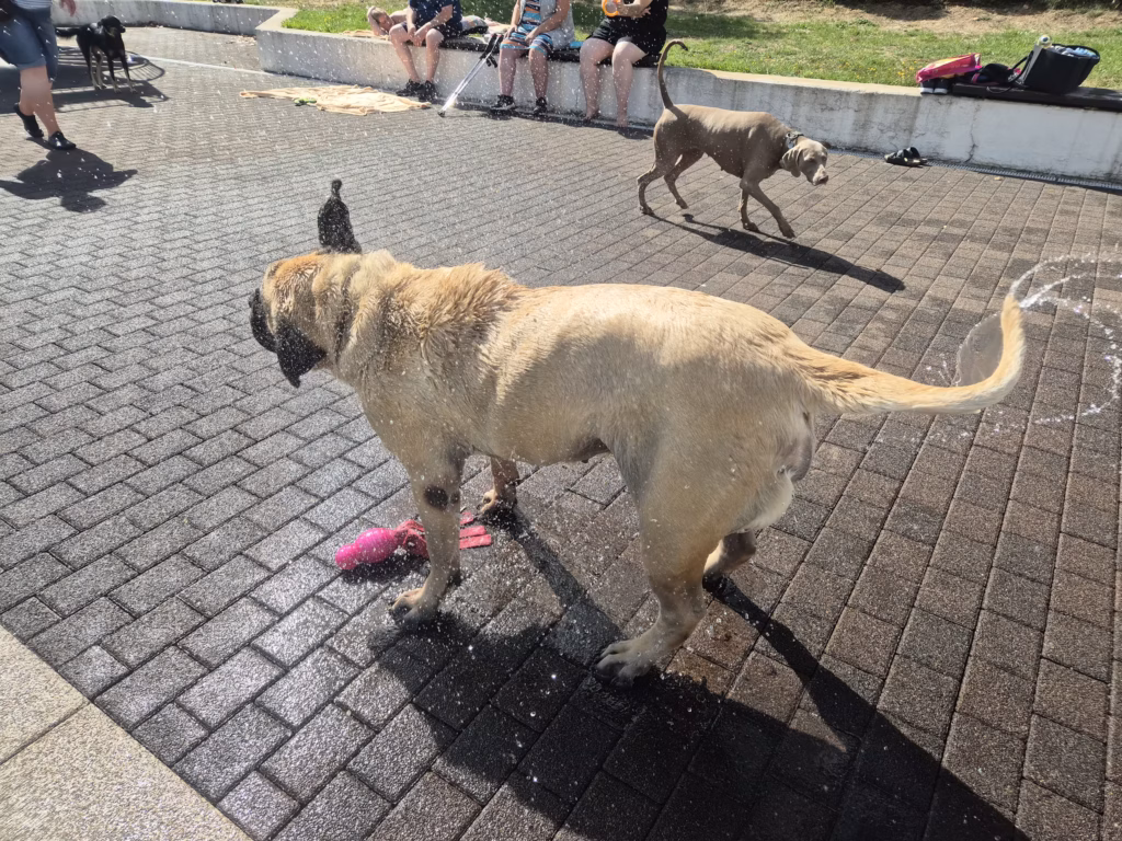 English Mastiff Greta steht nass am Beckenrand beim Hundeschwimmen im Hochwaldbad in Kell am See