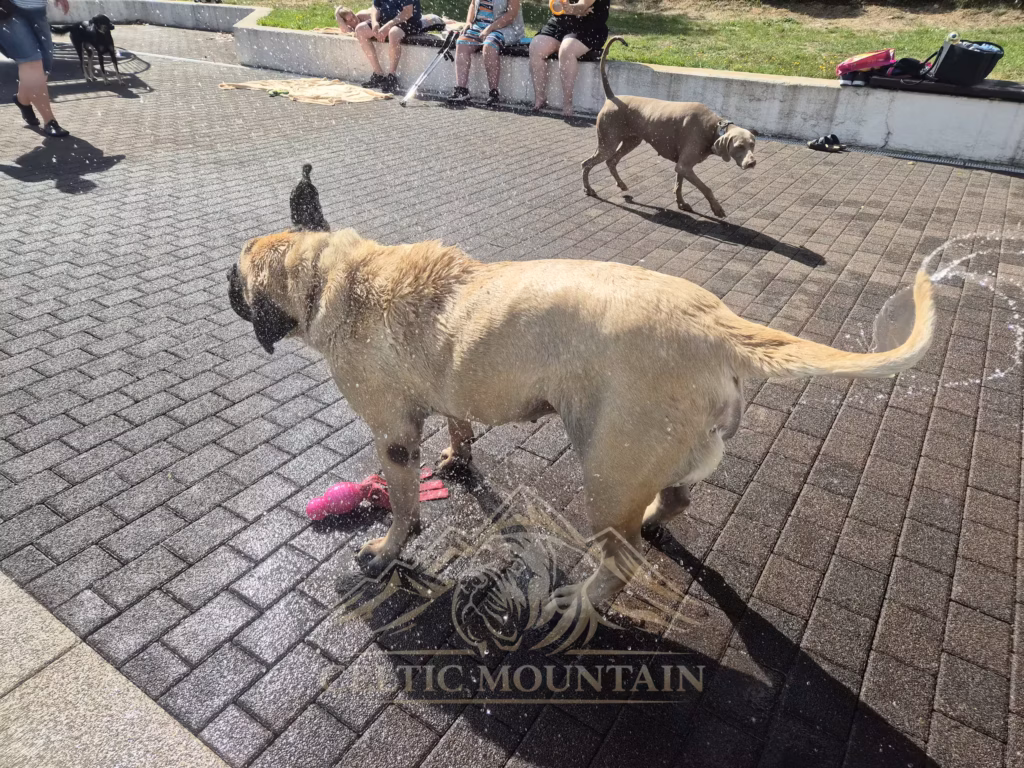English Mastiff Greta steht nass am Beckenrand beim Hundeschwimmen im Hochwaldbad in Kell am See
