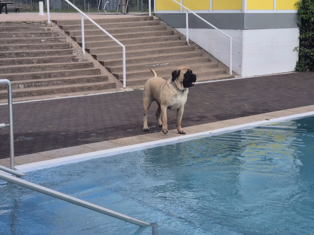 English Mastiff Greta steht am Beckenrand beim Hundeschwimmen im Hochwaldbad in Kell am See