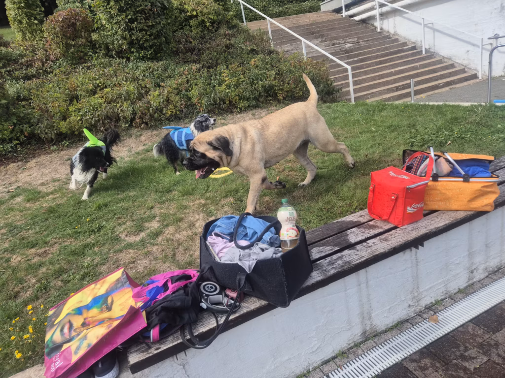 English Mastiff Greta begegnet anderen Hunden auf der Wiese beim Hundeschwimmen in Kell am See