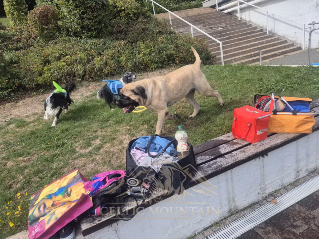 English Mastiff Greta begegnet anderen Hunden auf der Wiese beim Hundeschwimmen in Kell am See