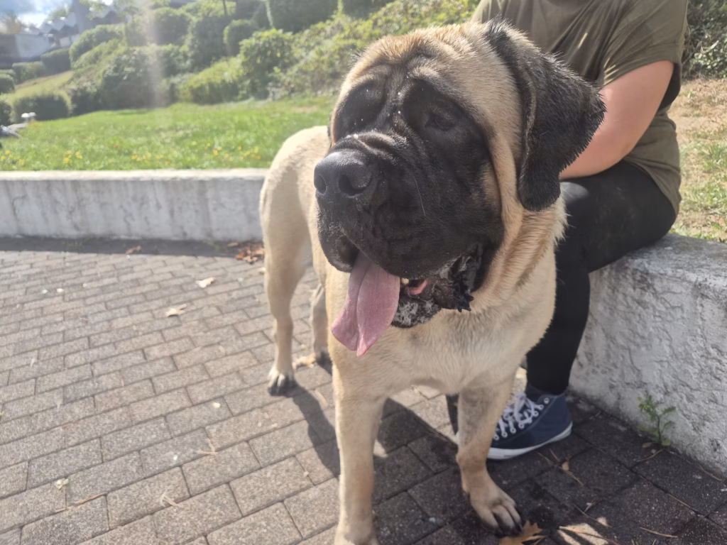 English Mastiff Greta steht nach dem Hundeschwimmen entspannt am Beckenrand im Hochwaldbad in Kell am See