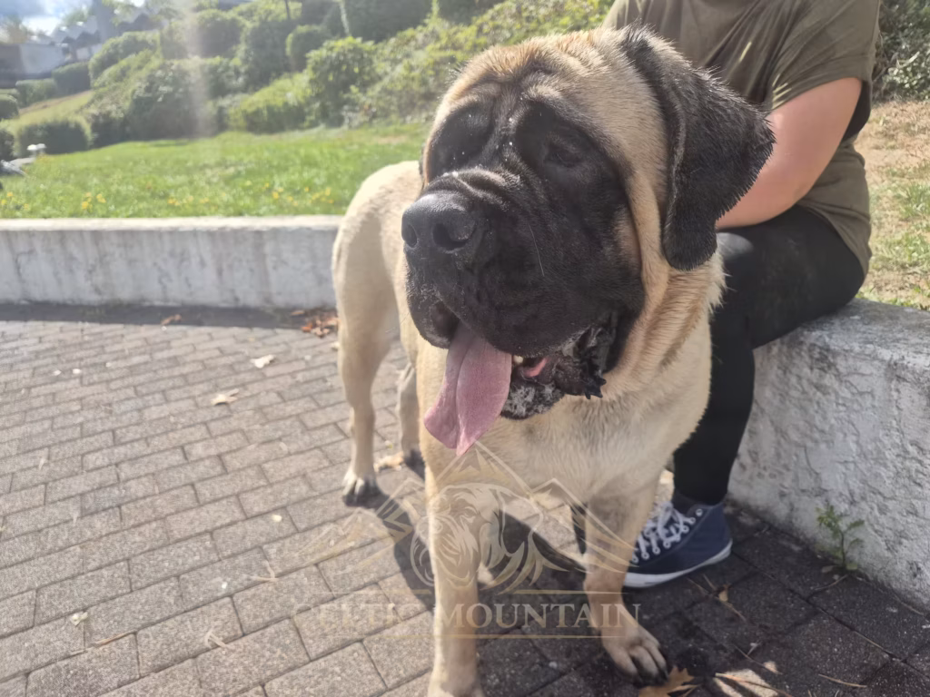 English Mastiff Greta steht nach dem Hundeschwimmen entspannt am Beckenrand im Hochwaldbad in Kell am See