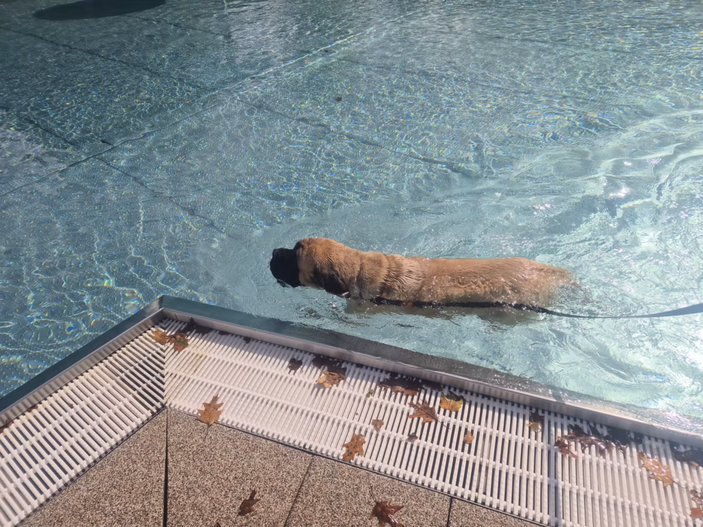 English Mastiff Greta schwimmt ruhig durch das Becken beim Hundeschwimmen im Hochwaldbad in Kell am See