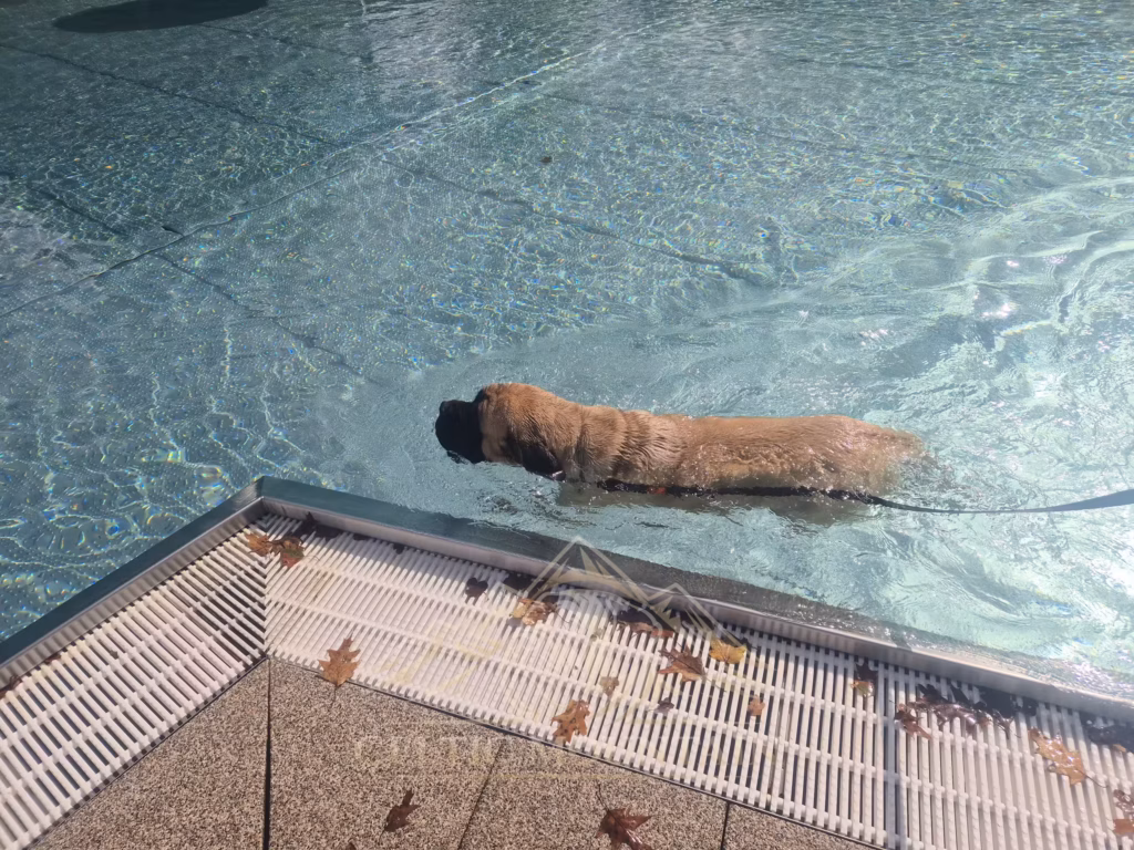English Mastiff Greta schwimmt ruhig durch das Becken beim Hundeschwimmen im Hochwaldbad in Kell am See