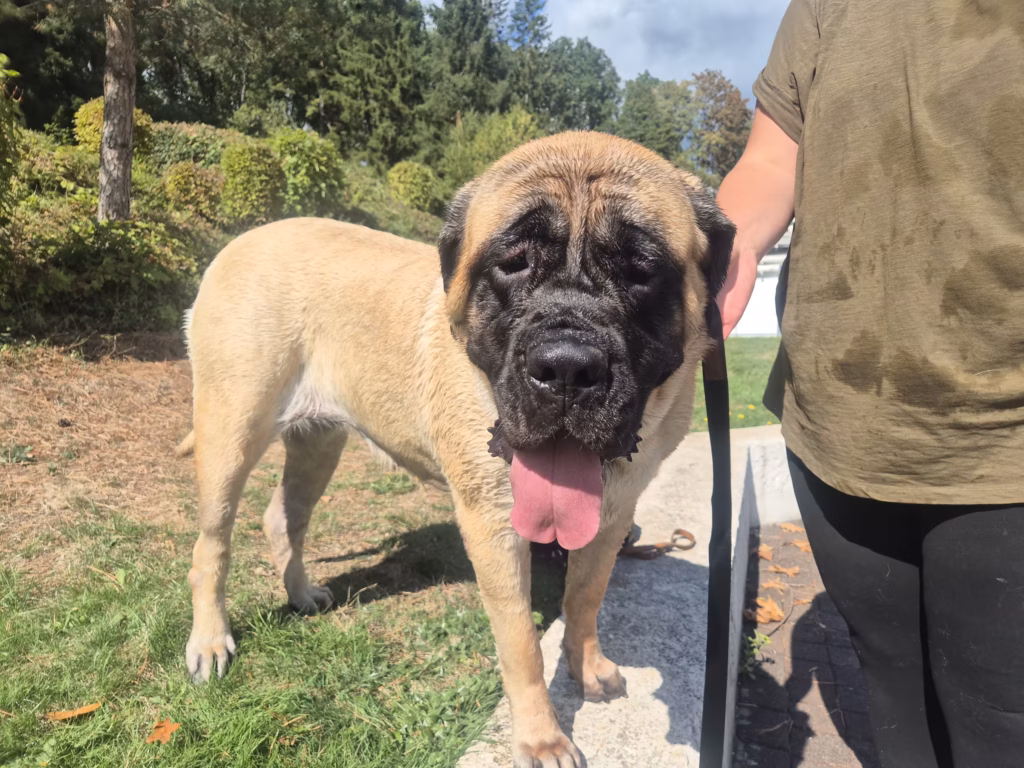 English Mastiff Greta steht nass nach dem Hundeschwimmen im Hochwaldbad in Kell am See
