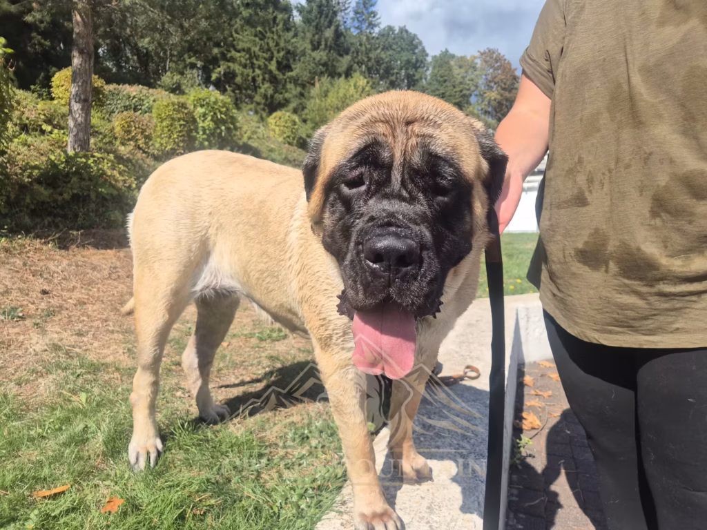 English Mastiff Greta steht nass nach dem Hundeschwimmen im Hochwaldbad in Kell am See