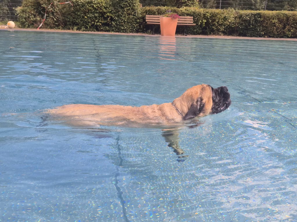 English Mastiff Greta schwimmt entspannt durch das Becken beim Hundeschwimmen im Hochwaldbad in Kell am See