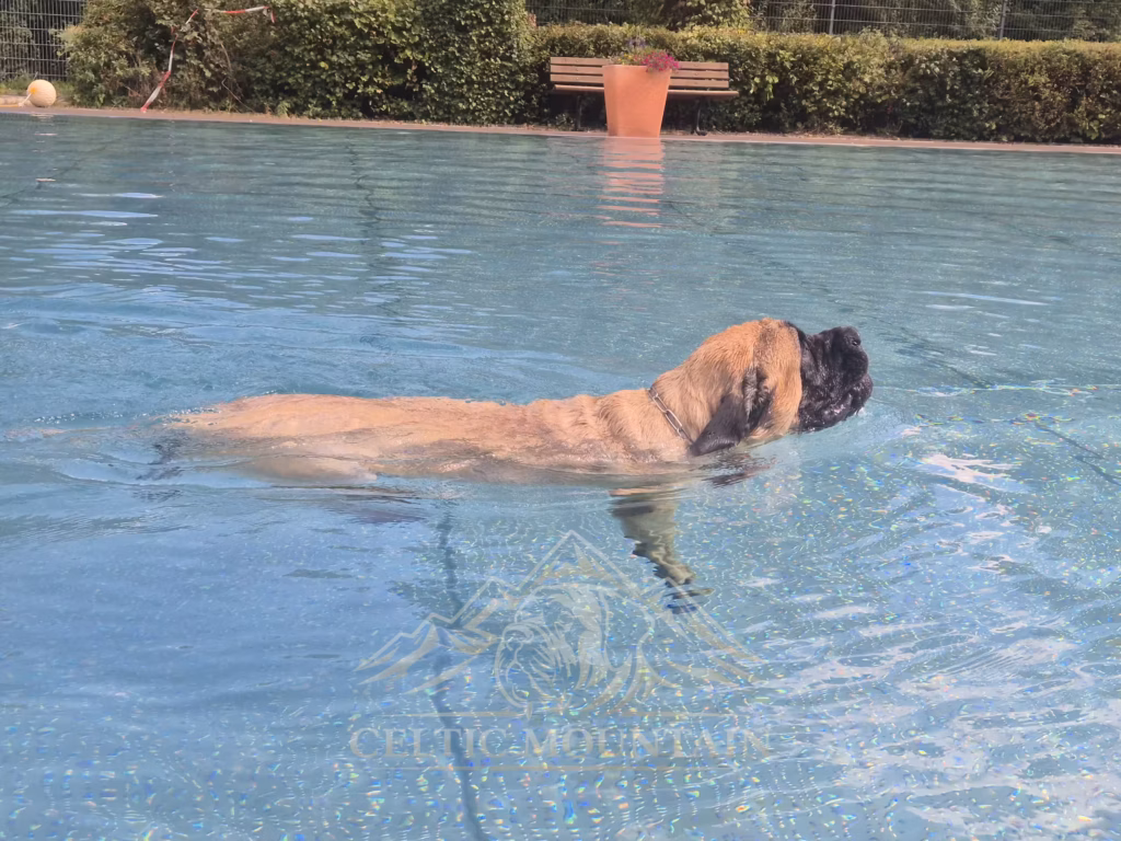 English Mastiff Greta schwimmt entspannt durch das Becken beim Hundeschwimmen im Hochwaldbad in Kell am See