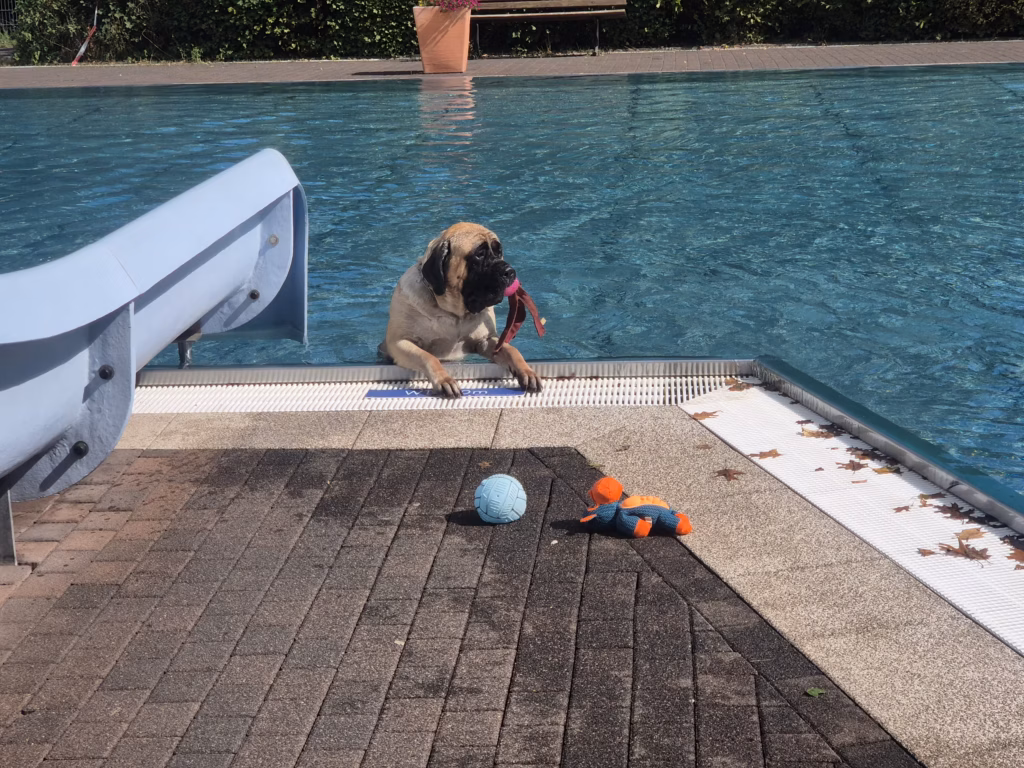 English Mastiff Greta sitzt mit einem pinken Spielzeug am Beckenrand beim Hundeschwimmen im Hochwaldbad in Kell am See