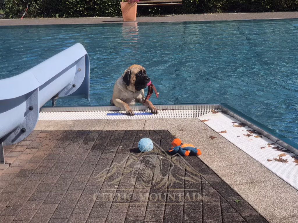 English Mastiff Greta sitzt mit einem pinken Spielzeug am Beckenrand beim Hundeschwimmen im Hochwaldbad in Kell am See