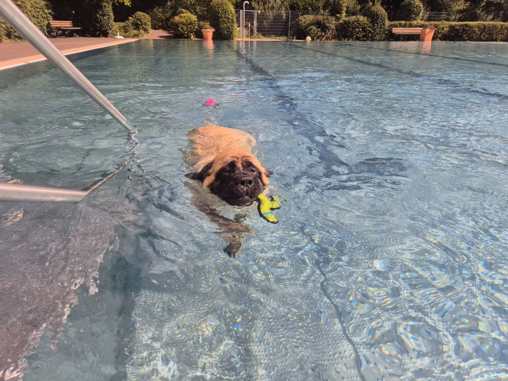 English Mastiff Greta schwimmt mit einem grünen Spielzeug beim Hundeschwimmen im Hochwaldbad in Kell am See