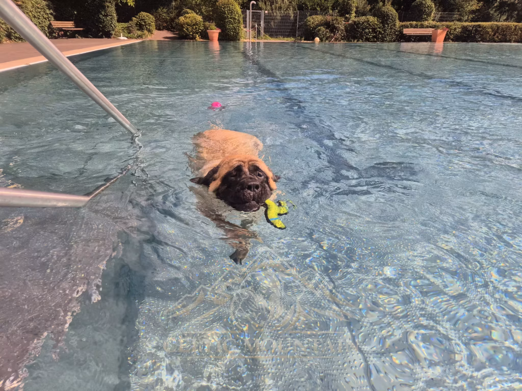 English Mastiff Greta schwimmt mit einem grünen Spielzeug beim Hundeschwimmen im Hochwaldbad in Kell am See