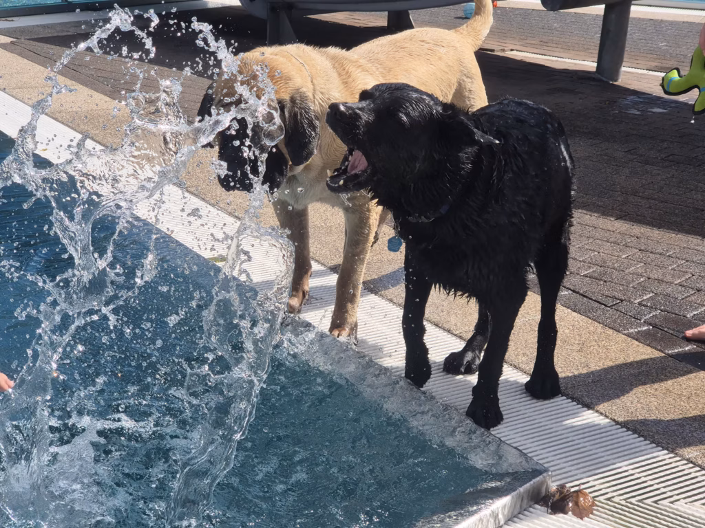 English Mastiff Greta steht mit einem schwarzen Hund am Beckenrand beim Hundeschwimmen im Hochwaldbad in Kell am See