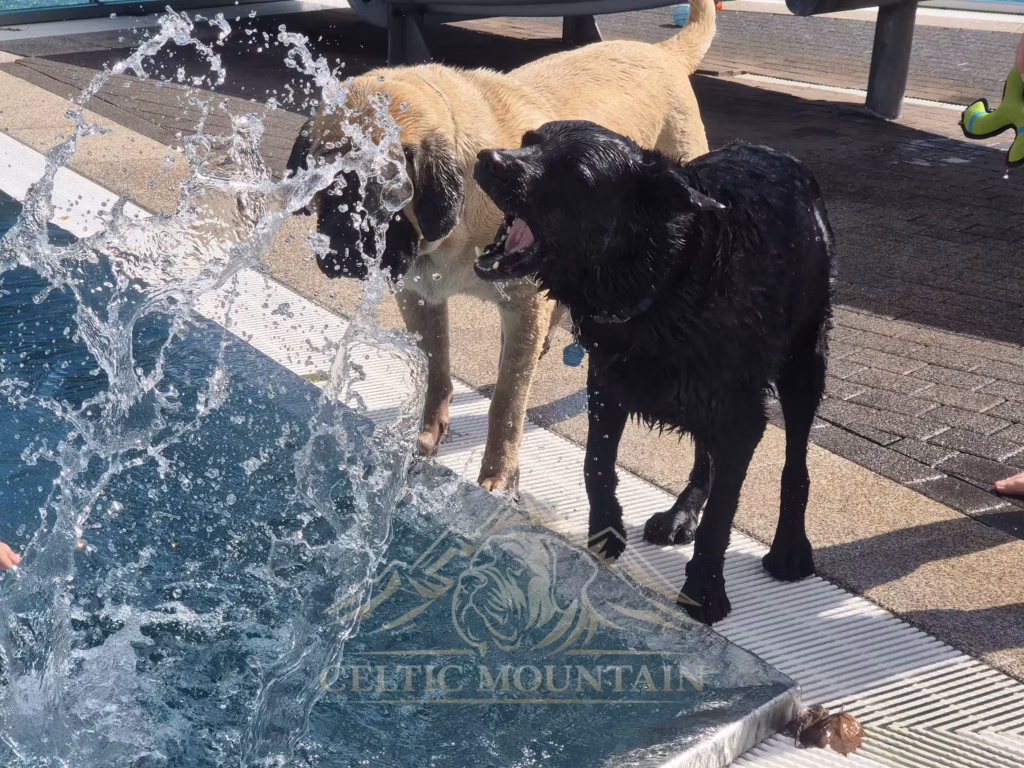 English Mastiff Greta steht mit einem schwarzen Hund am Beckenrand beim Hundeschwimmen im Hochwaldbad in Kell am See