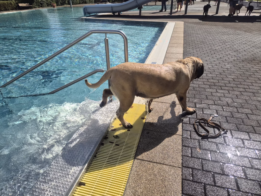 English Mastiff Greta steigt beim Hundeschwimmen aus dem Becken im Hochwaldbad in Kell am See
