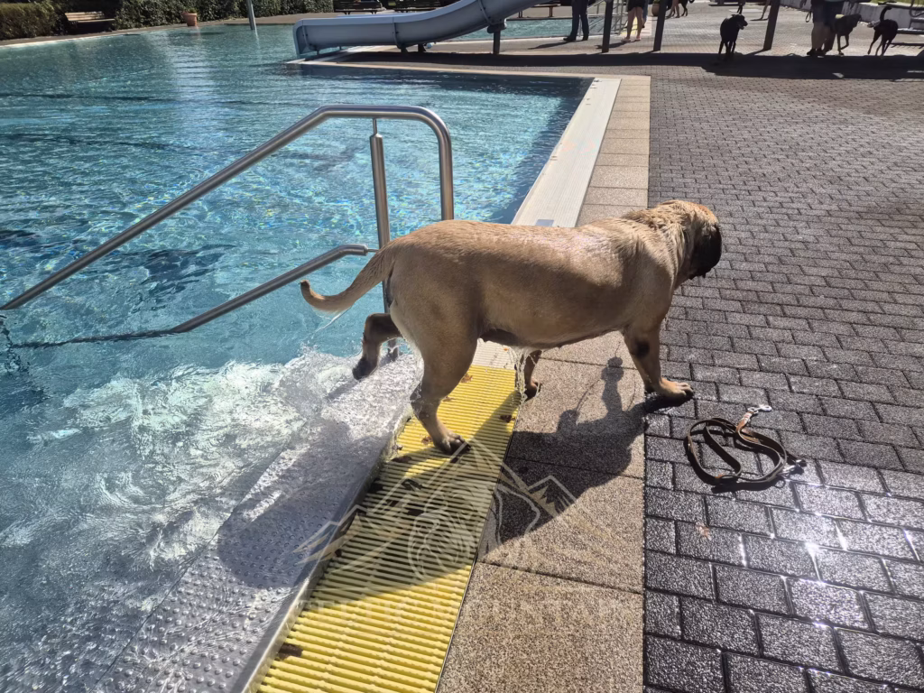 English Mastiff Greta steigt beim Hundeschwimmen aus dem Becken im Hochwaldbad in Kell am See