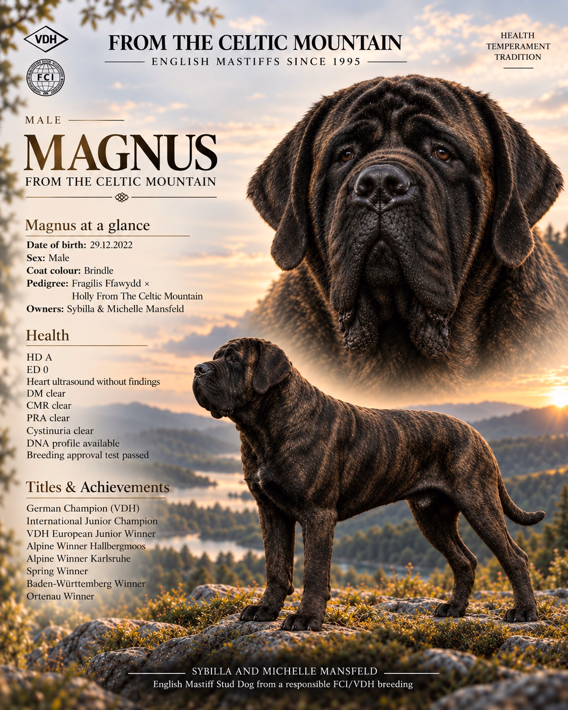 English profile of Magnus from the Celtic Mountain, a brindle English Mastiff stud dog