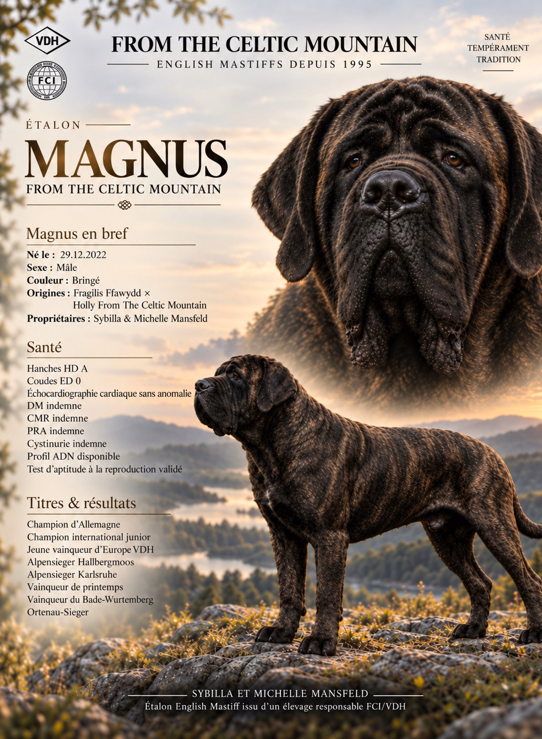Profil de Magnus from the Celtic Mountain, mâle Mastiff bringé et étalon