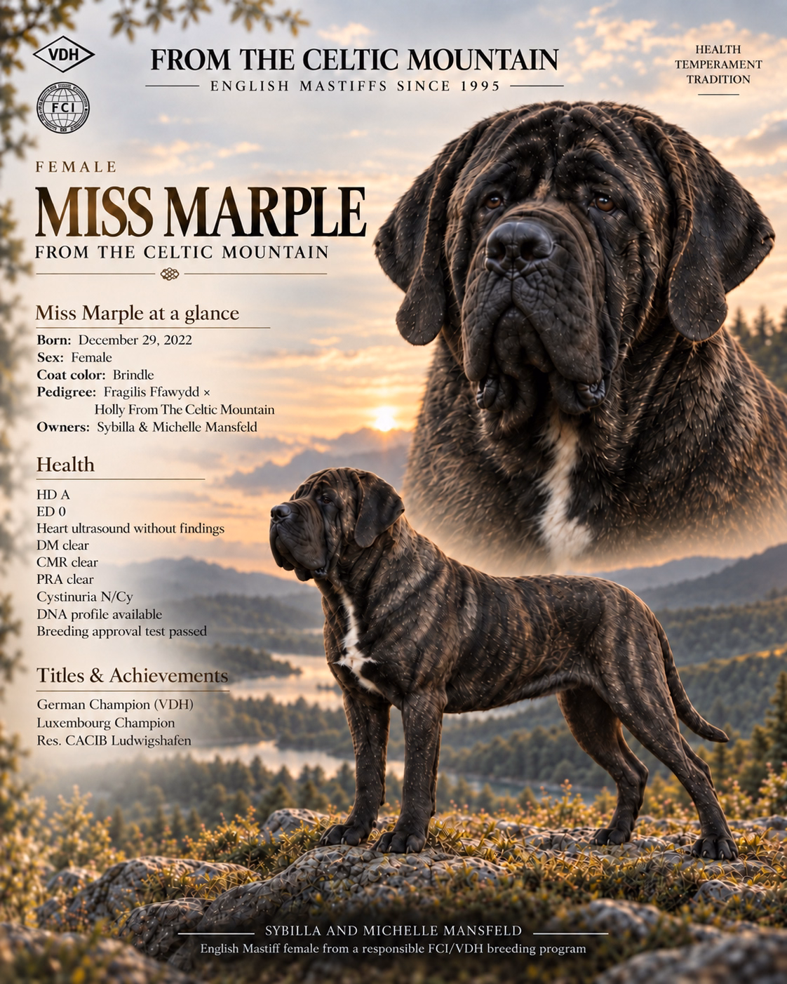 English profile graphic of the brindle English Mastiff female Miss Marple from the Celtic Mountain with health results, pedigree and Champion titles