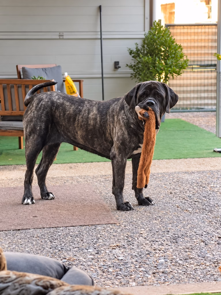 English Mastiff Hündin Miss Marple von from the Celtic Mountain