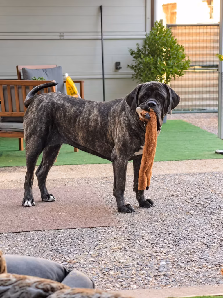 English Mastiff Hündin Miss Marple von from the Celtic Mountain