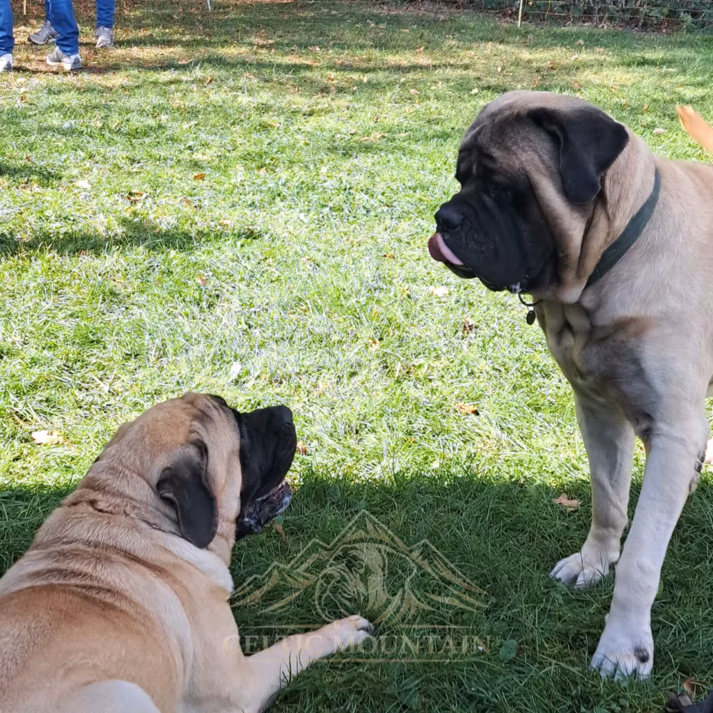 Zwei English Mastiffs stehen gemeinsam auf einer Wiese beim Mastifftreffen 2026