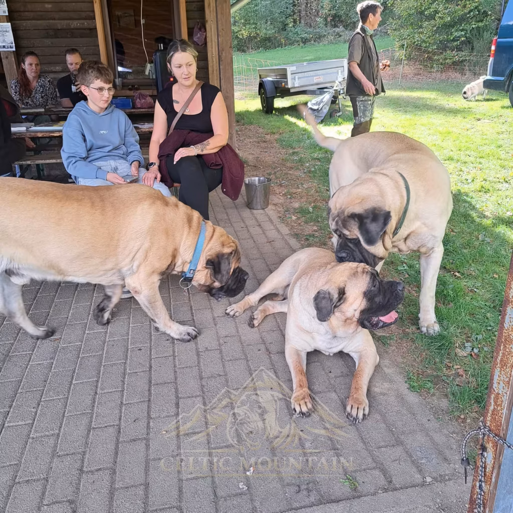 English Mastiffs begegnen sich an der Grillhütte in Rascheid
