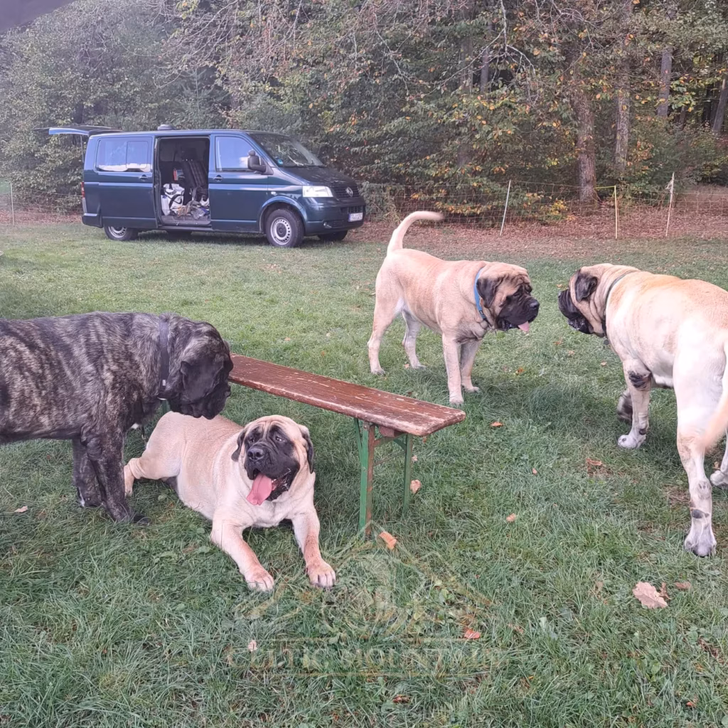 Mehrere Mastiffs halten sich rund um eine Sitzbank beim Mastifftreffen 2026 auf