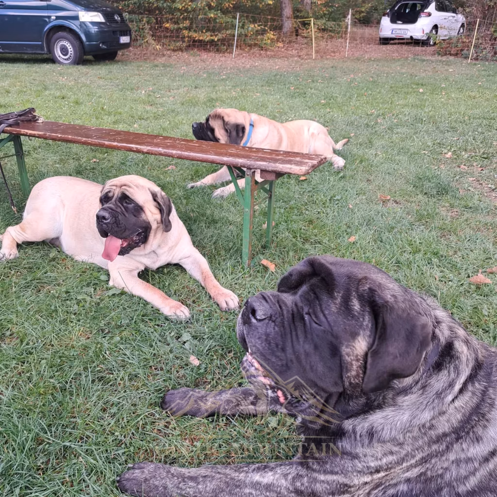 Hunde legen auf der Wiese beim Mastifftreffen 2026 eine gemeinsame Pause ein