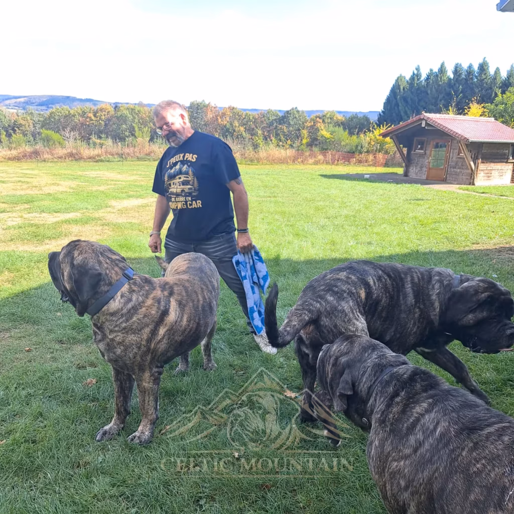 Zwei gestromte English Mastiffs gemeinsam mit einem Besucher
