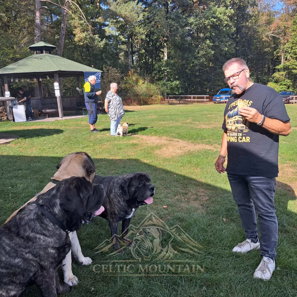 Mehrere English Mastiffs schauen aufmerksam zu einem Besucher