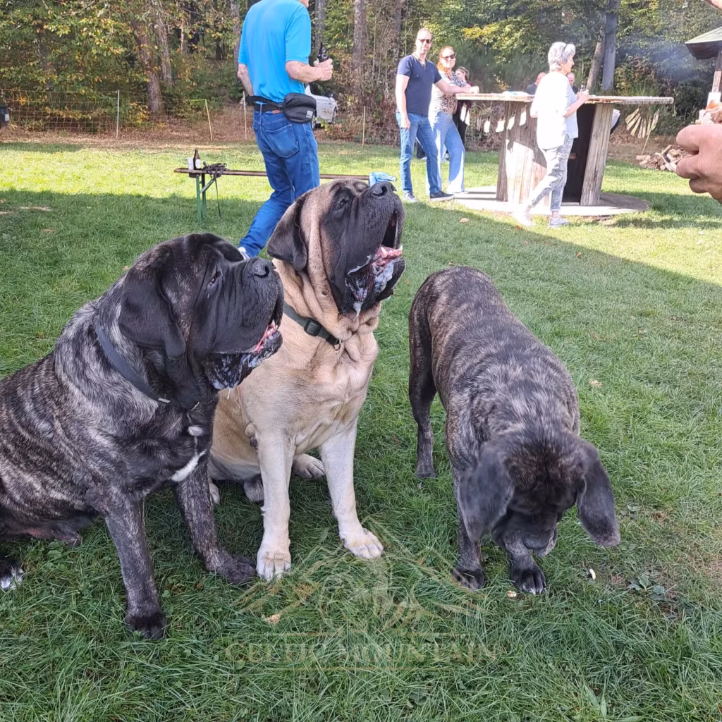 Drei English Mastiffs warten nebeneinander auf ein Leckerli
