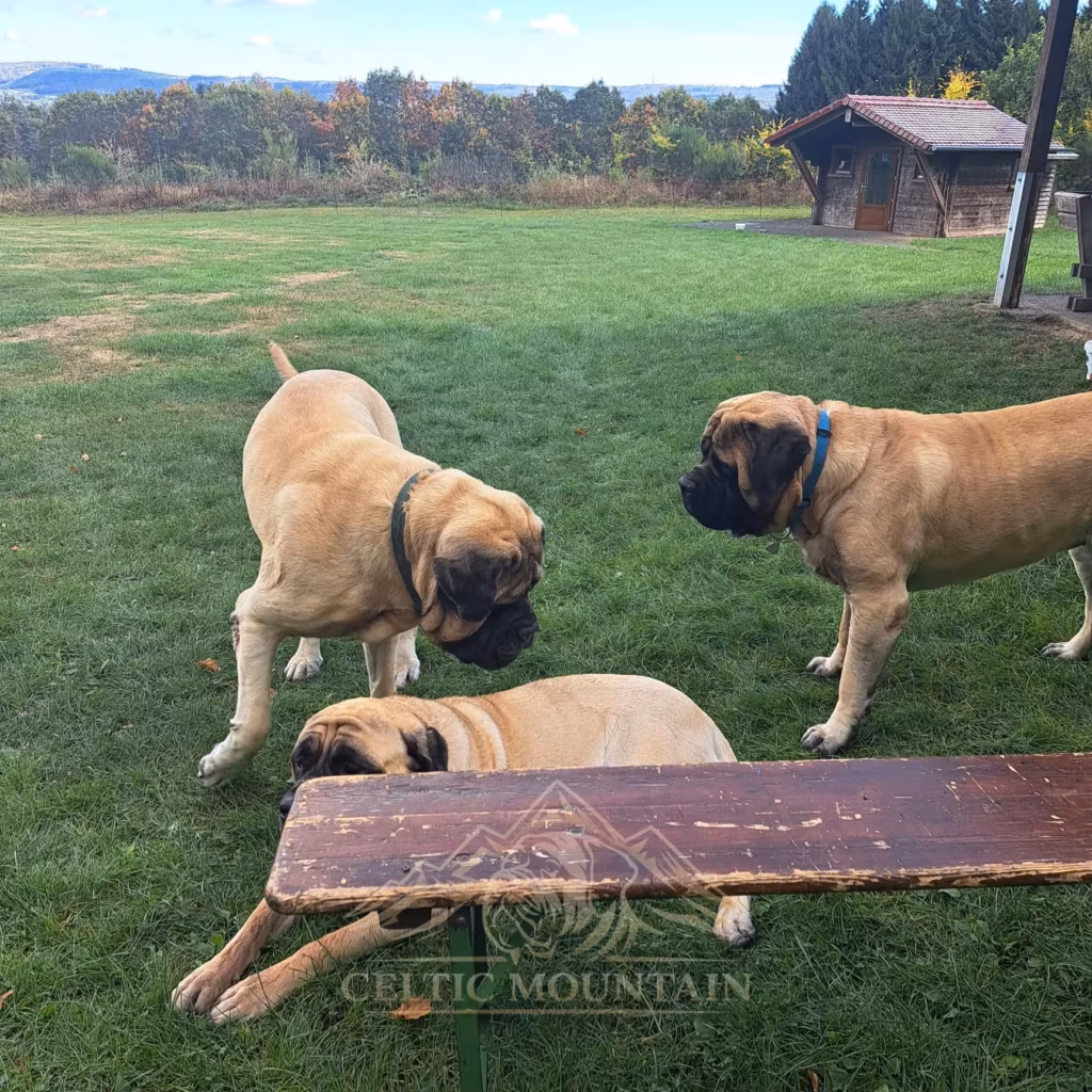 English Mastiffs versammeln sich bei einer Holzbank am Treffengelände
