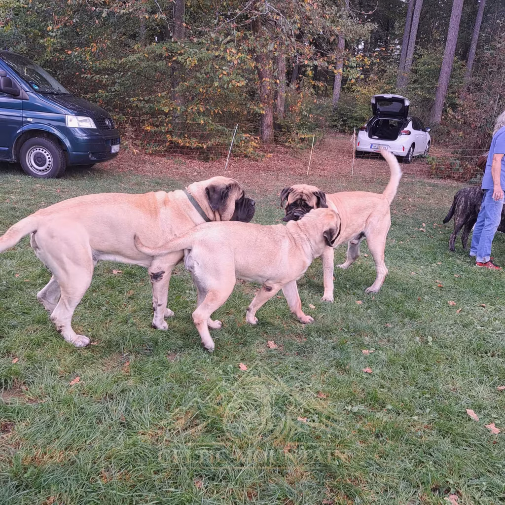 Drei fawnfarbene English Mastiffs stehen bei einer Begegnung zusammen