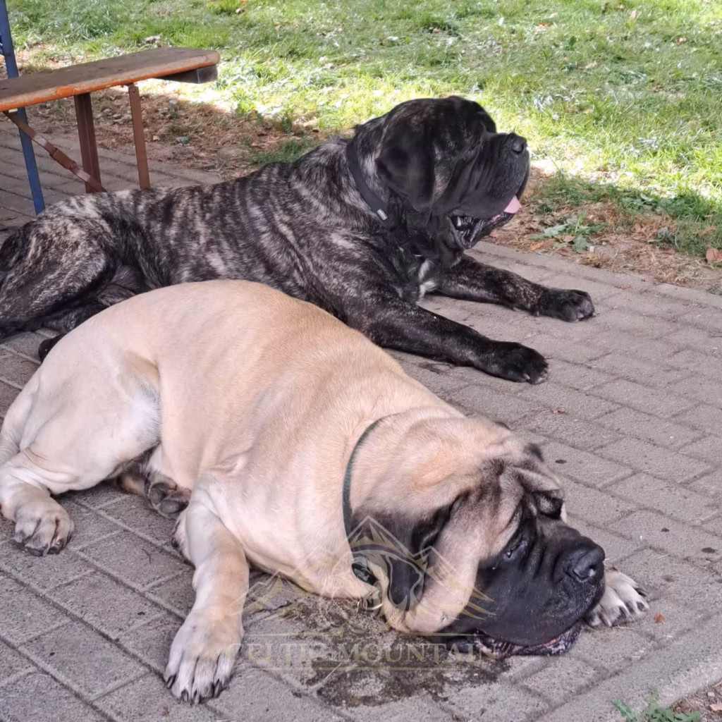 Zwei English Mastiffs ruhen entspannt neben der Rascheider Grillhütte