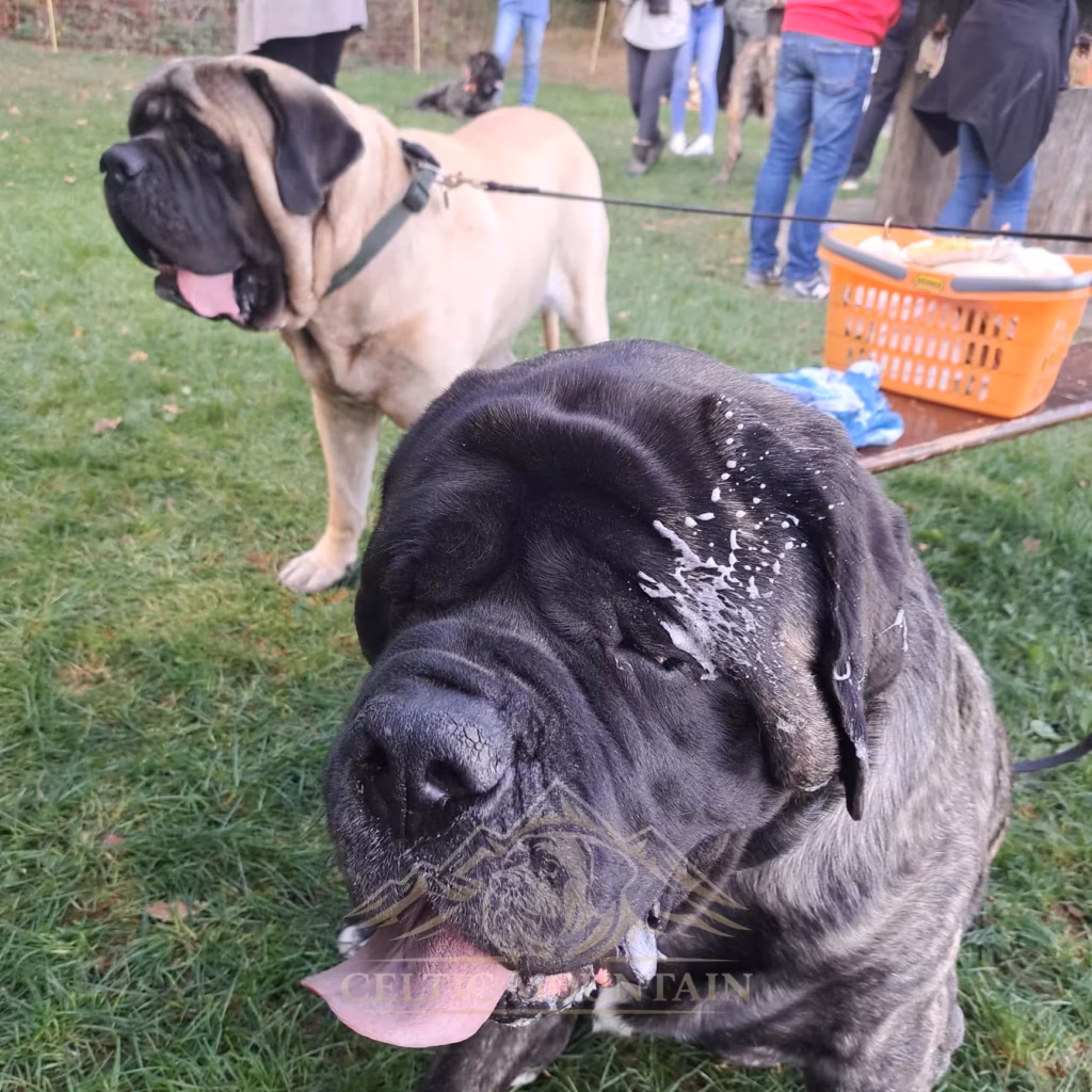 Nahaufnahme eines English Mastiffs mit sichtbaren Sabberspuren