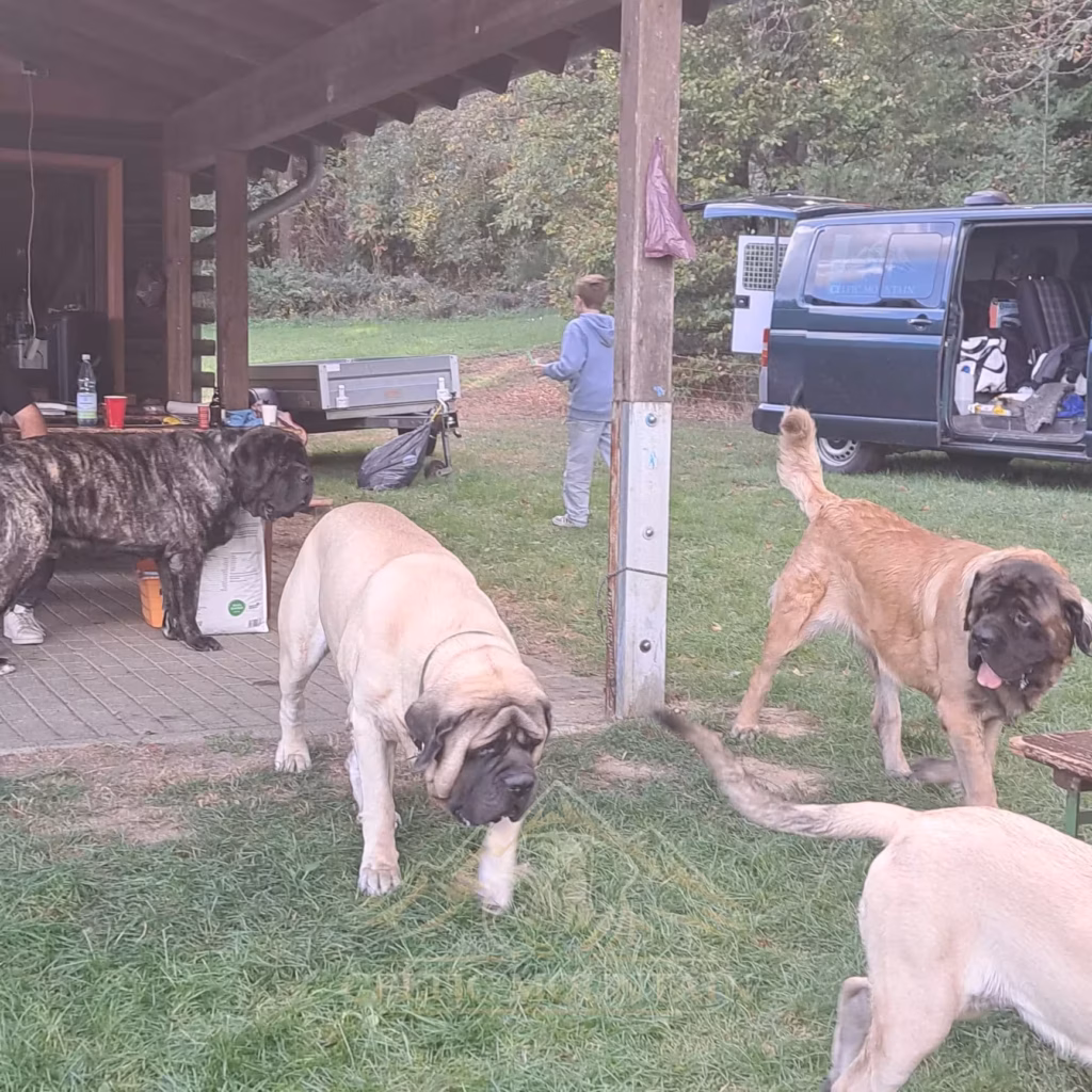 Mehrere English Mastiffs vor der Grillhütte beim Mastifftreffen 2026