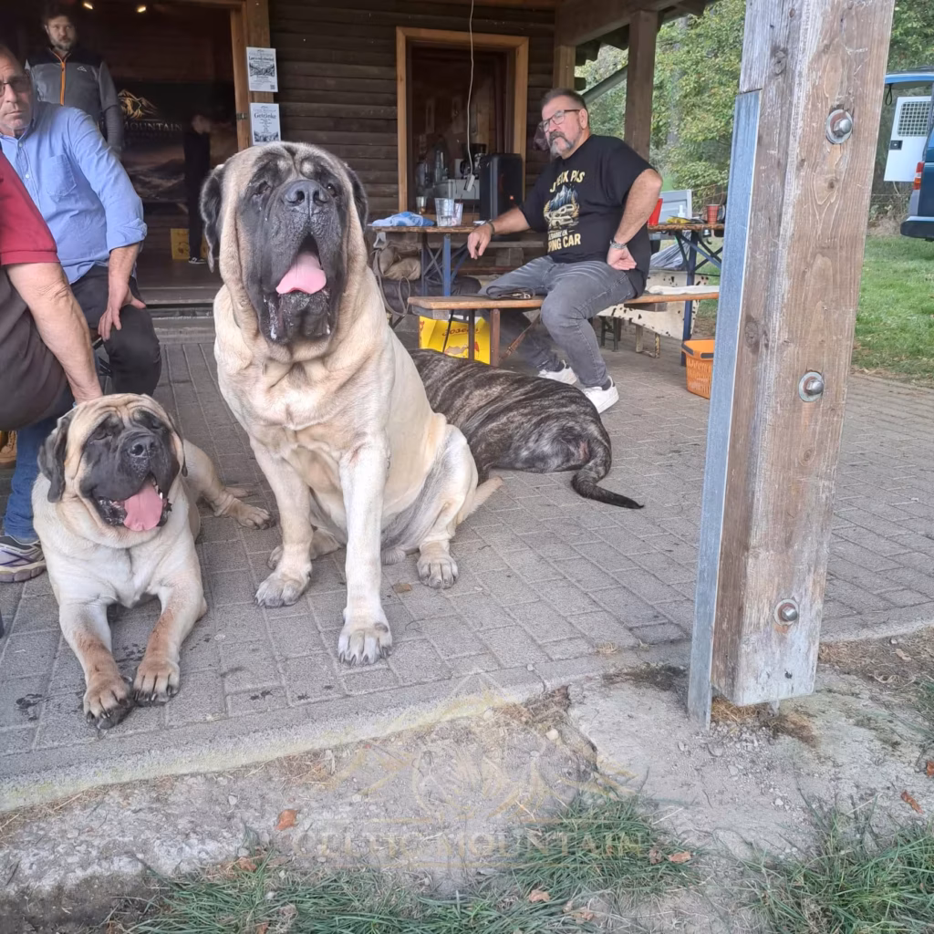 Zwei English Mastiffs stehen am Eingang der Grillhütte in Rascheid