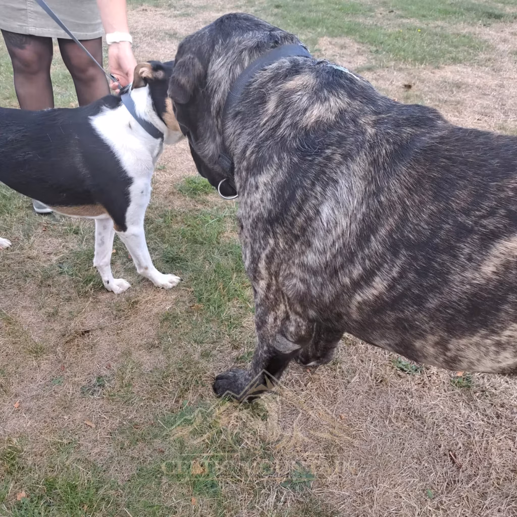 Großer English Mastiff begegnet einem kleineren Hund auf dem Treffengelände