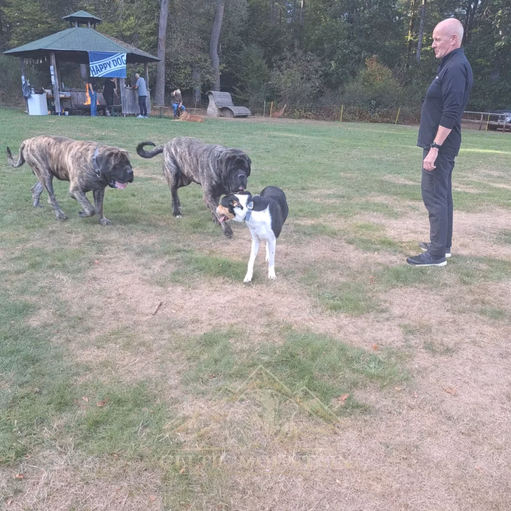 Große und kleine Hunde gemeinsam auf der Wiese beim Mastifftreffen